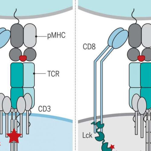 Fundamental advance in understanding T cell immunity