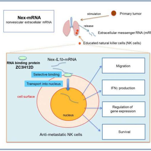 Extracellular mRNA transported to the nucleus shows translation-independent function