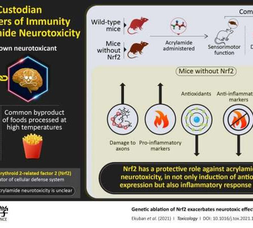 Nrf2: The custodian regulating oxidative stress and immunity against acrylamide toxicity