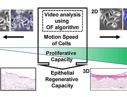 Cells/colony motion index of oral keratinocytes predicts epithelial regenerative capacity