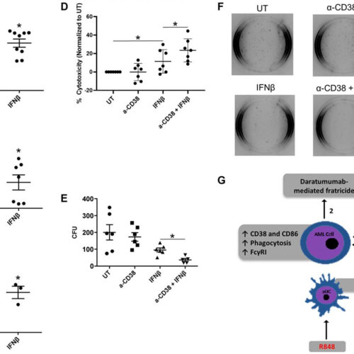 Oncotarget: Activation of plasmacytoid dendritic cells promotes AML-cell fratricide