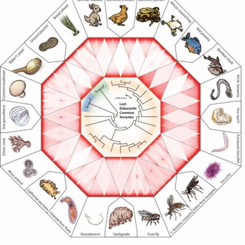 Biologists construct a ‘periodic table’ for cell nuclei