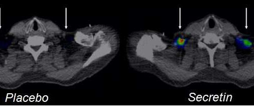 Secretin hormone induces satiation by activating brown fat