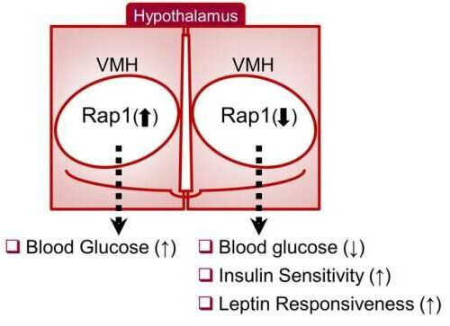 Rap1 controls the body’s sugar levels from the brain