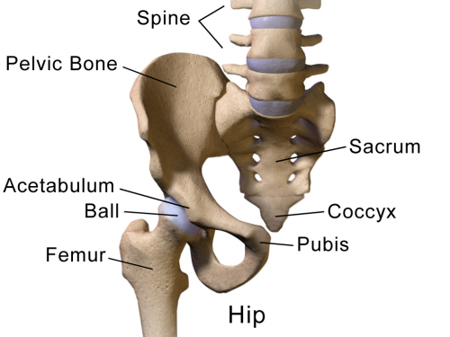 New study pinpoints two separate mutation near GDF5 gene for osteoarthritis, hip dysplasia