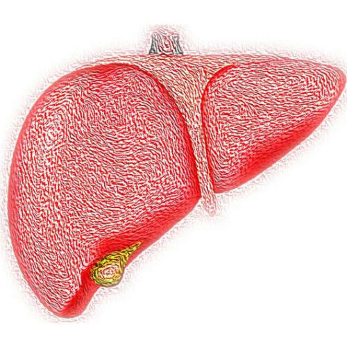 Researchers unlock secrets behind liver regrowth and regenerative medicine