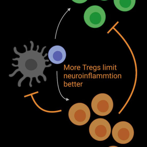 UCI-led study finds unleashing Treg cells may lead to treatments for multiple sclerosis