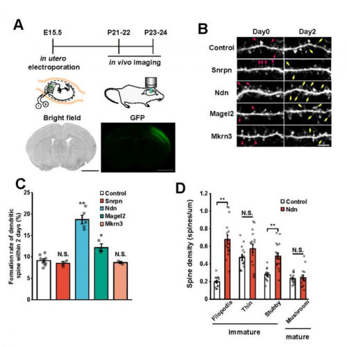 New genetic driver of autism and other developmental disorders identified