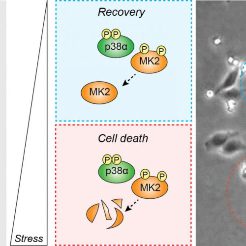 To die or not to die in response to stress, a decision regulated by MK2 protein levels