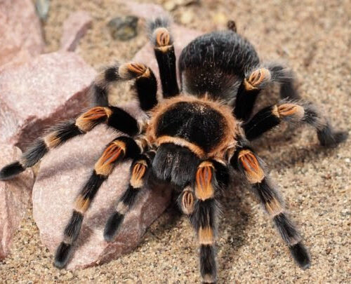 Seeking a treatment for IBS pain in tarantula venom