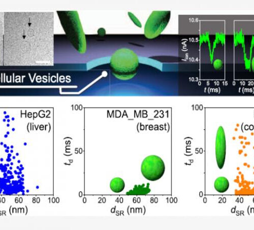 The shape of nanoparticles in body fluids may help identify the type of cancer