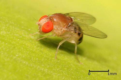 Fruit fly study reveals function of taste neurons