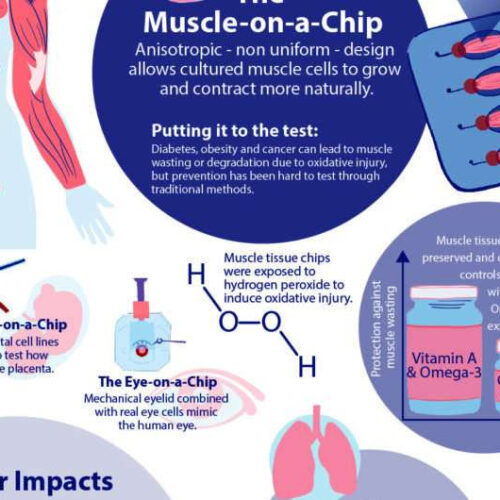 Latest ‘organ-on-a-chip’ is a new way to study cancer-related muscle wasting