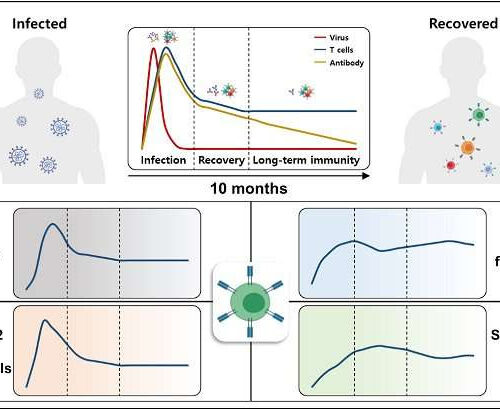 Study of T cells from COVID-19 convalescents guides vaccine strategies