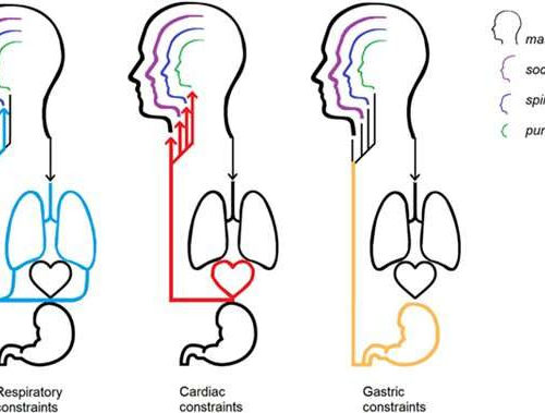 Study explores how the perception of internal bodily signals influences the concept of self