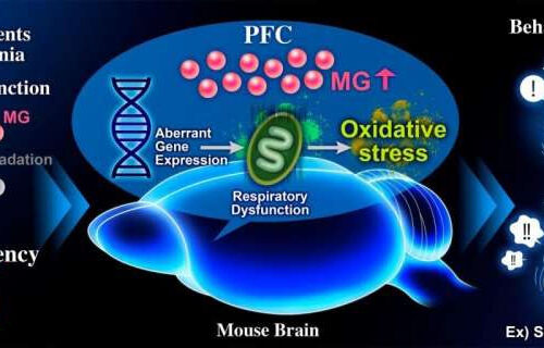 Methylglyoxal detoxification deficits causes schizophrenia-like behavioral abnormalities