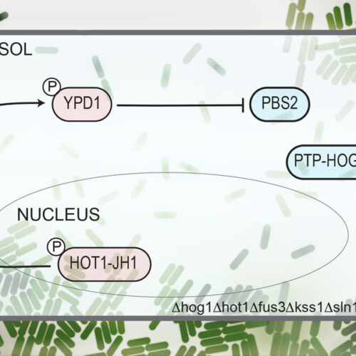 Synthetic biology circuits can respond within seconds