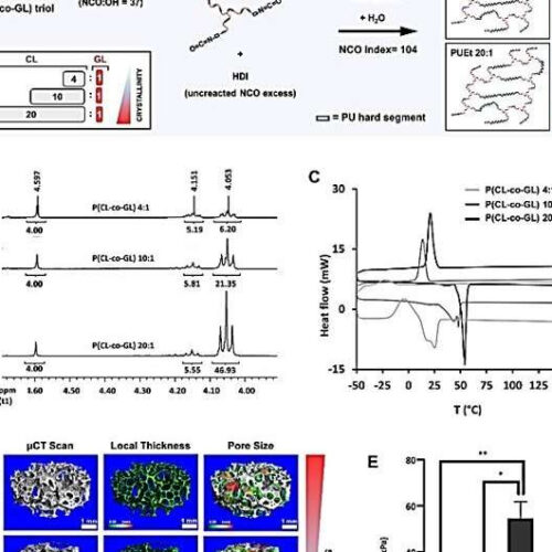 Soft tissue regeneration in a cell-free scaffold microenvironment