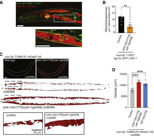 Brain research uncovers ‘perfect storm’ linked to neurodegenerative disease