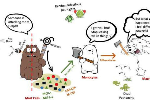 Ant venom peptide can activate a pseudo-allergic pathway