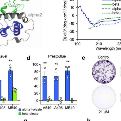 New approach to molecular drug design yields highly promising bladder cancer drug candidate