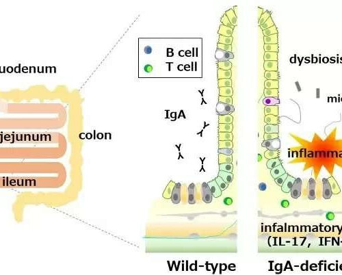 No immunoglobulin A leads to intestinal inflammation in mice