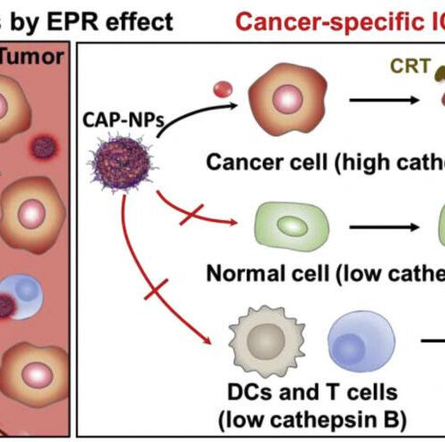 Anti-cancer immunotherapy drug with reduced side effects and increased therapeutic effects