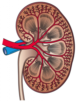 Patients with kidney disease—even without anemia—may benefit from iron treatment