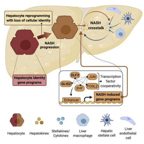 Revealing the mystery behind non-alcoholic liver disease