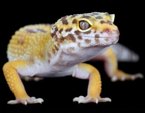 Cancer Clues Found in Gene behind ‘Lemon Frost’ Gecko Color