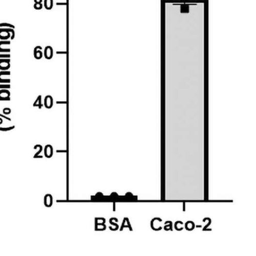 Drug could potentially prevent respiratory and cardiovascular damage in COVID-19 patients