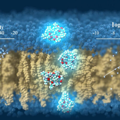 TSUBAME supercomputer predicts cell-membrane permeability of cyclic peptides