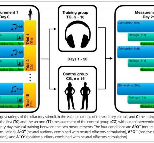 Neuroscientists assess the impact of a short-term musical training on implicit emotion regulation