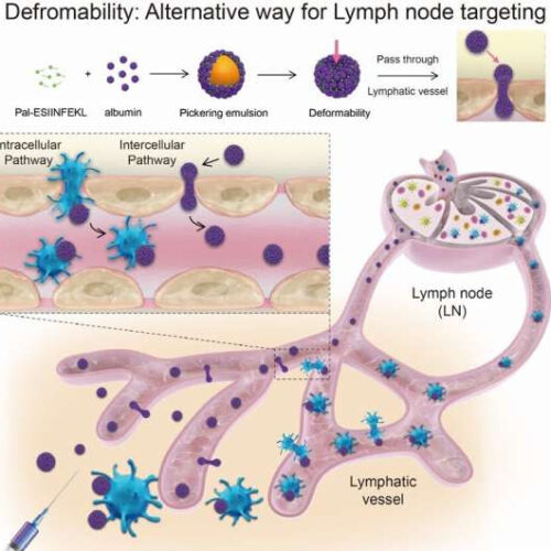 Exploiting softness: Novel strategy for lymph node delivery of vaccines