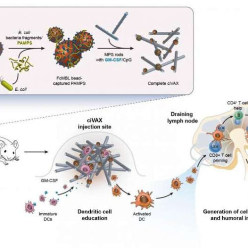 Biomaterial vaccines ward off broad range of bacterial infections and septic shock