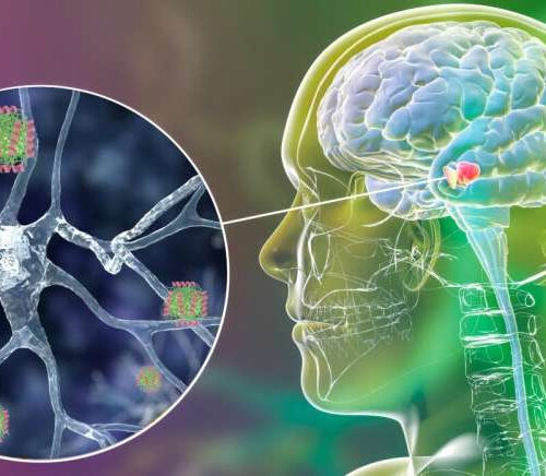 Human molecule blocking toxic forms of Parkinson’s-related protein identified