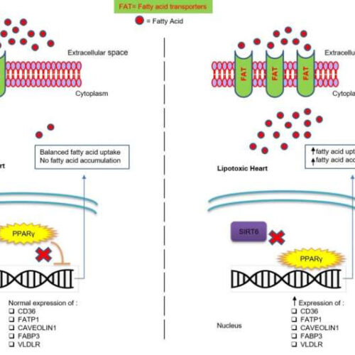 Regulating fatty acid uptake in cardiac muscle cells: A new insight