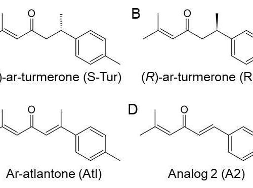 Compound derived from turmeric essential oil has neuroprotective properties