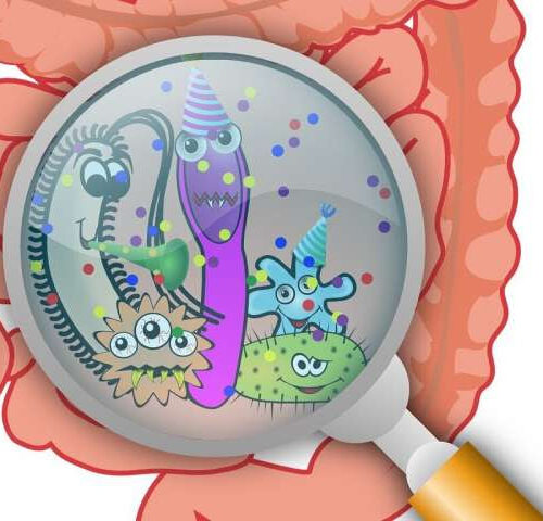 Species of gut bacteria linked to enhanced cognition and language skills in infant boys