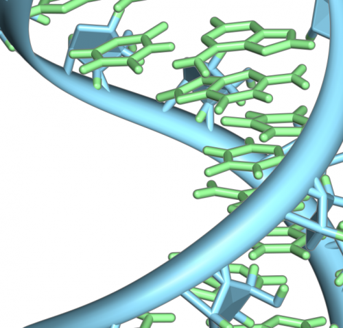 Gene expression mechanism may have immunity, cancer implications