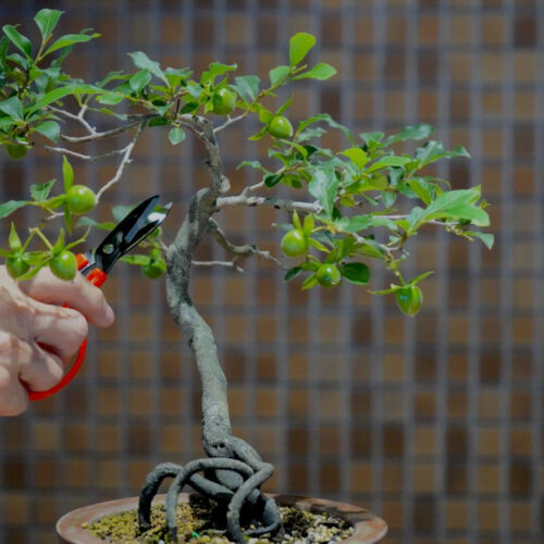 Biomolecular bonsai: Controlling the pruning and strengthening of neuron branches