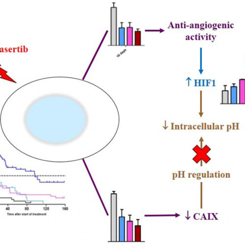 Oncotarget: mTORC1 and PLK1 inhibition in adenocarcinoma NSCLC