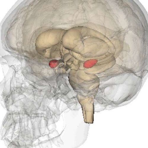 How micro-circuits in the brain regulate fear