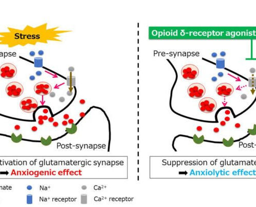 “Unexciting” an Anxious Brain: Novel Drug Reduces Anxiety-Like Behavior in Mice