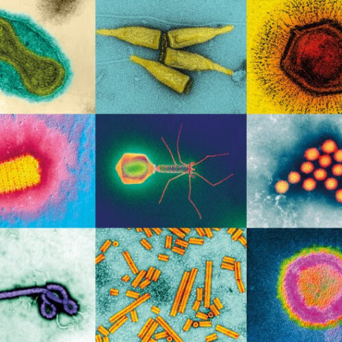 Beyond coronavirus: the virus discoveries transforming biology