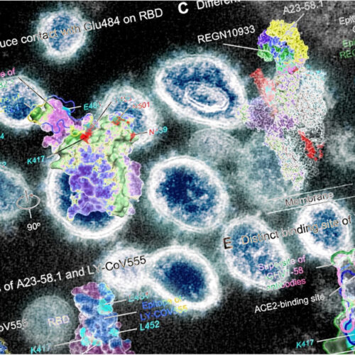 Scientists identify natural SARS-CoV-2 super immunity against 23 variants