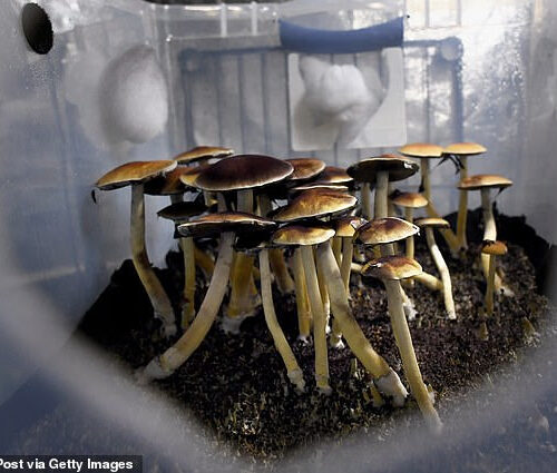 MAGIC MUSHROOMS could be used to treat depression: Psychedelic compound increases the number of neural connections in the brain by 10%, study finds