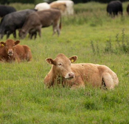 Antibiotic-resistant bacteria found in cattle