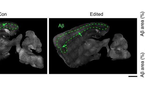 A genome-editing strategy for potential Alzheimer’s disease therapy