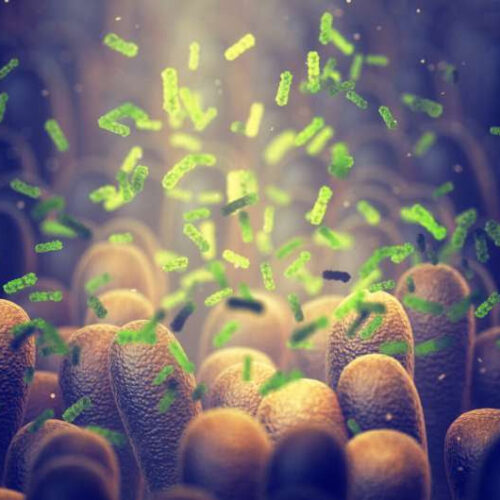 Altered microbiome after antibiotics in early life shown to impact lifespan